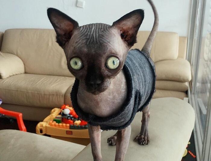 Кошка или мышка? Необычный сфинкс стал сенсацией в интернете