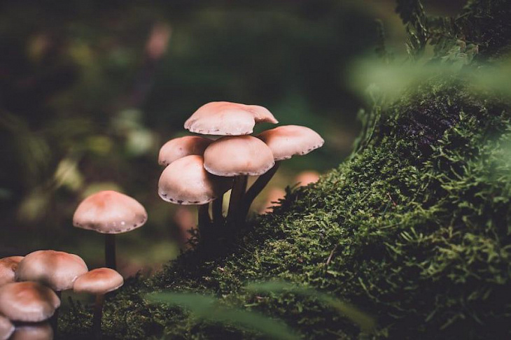 Ученые выяснили, какой продукт может снизить риск депрессии