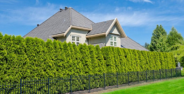 Живые изгороди: топ-10 лучших растений