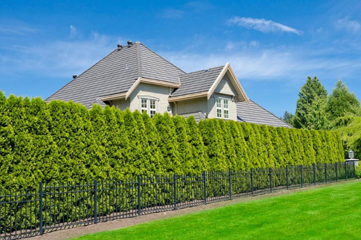 Живые изгороди: топ-10 лучших растений