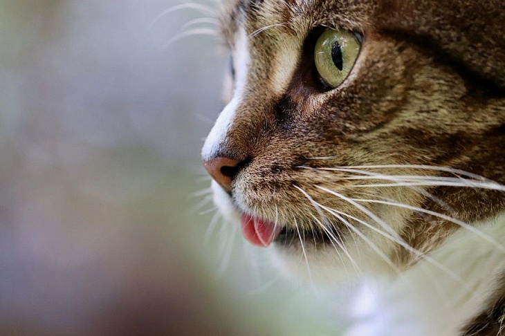 Сеть зоомагазинов «Бетховен» открыла первый ветеринарный кабинет в своем магазине