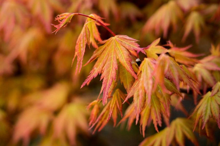 Хуже борщевика: как вредное дерево из Америки захватывает Россию