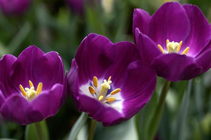 Первые тюльпаны расцвели в «Аптекарском огороде» в Москве