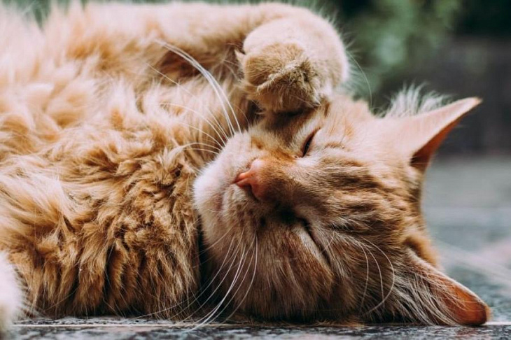 Кошки и собаки заражаются ковидом от хозяев чаще, чем думали