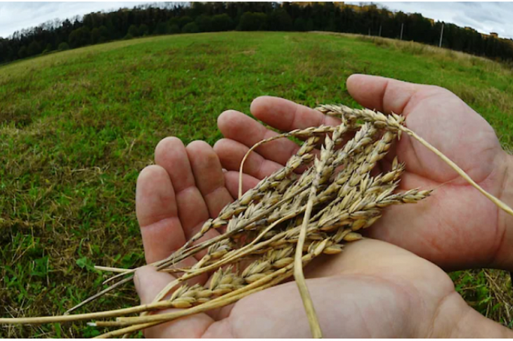 Золотые сотки