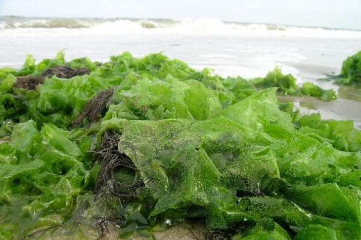 Наплыв туристов спровоцировал «позеленение» моря в районе Анапы