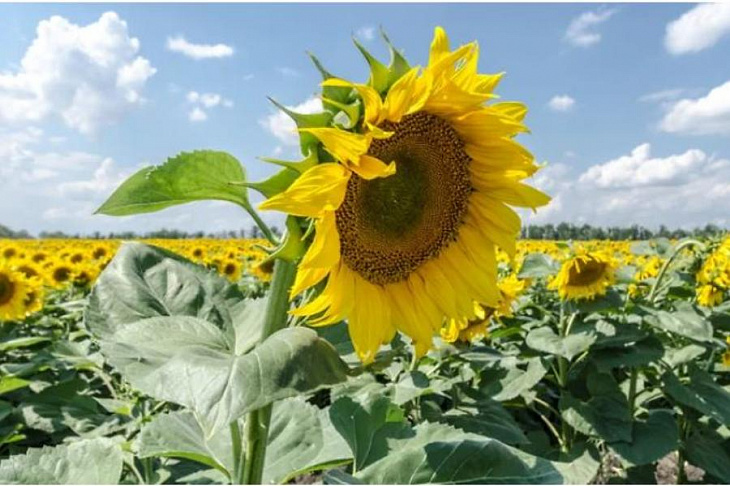 Подсолнечник развернули к России