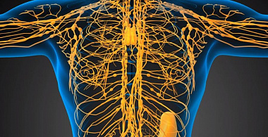 Друг иммунитета: что вам нужно знать о лимфе?