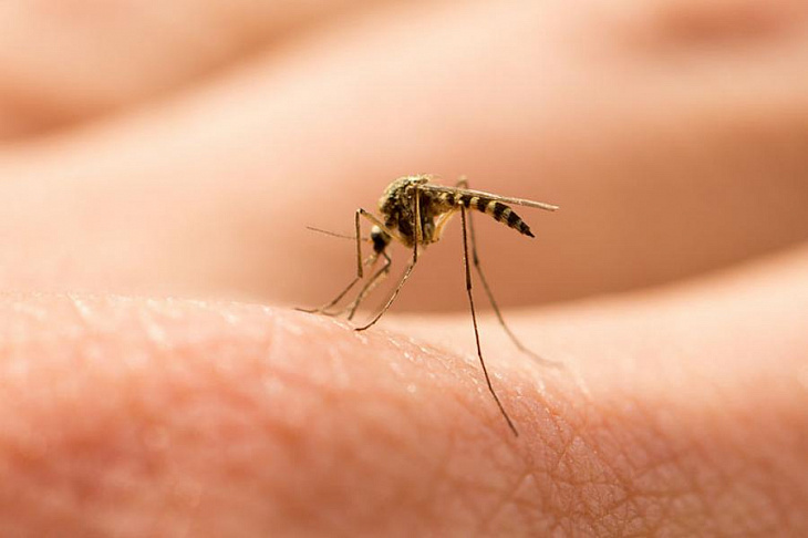 Принцип лечения и профилактики малярии может кардинально измениться