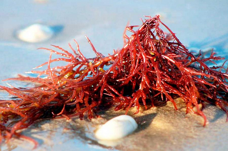 Ученые нашли среди водорослей спасение от аутоиммунных заболеваний