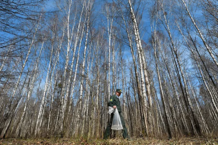 Вертикаль леса