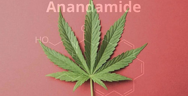 В организме нашли вещество, позволяющее пережить стресс