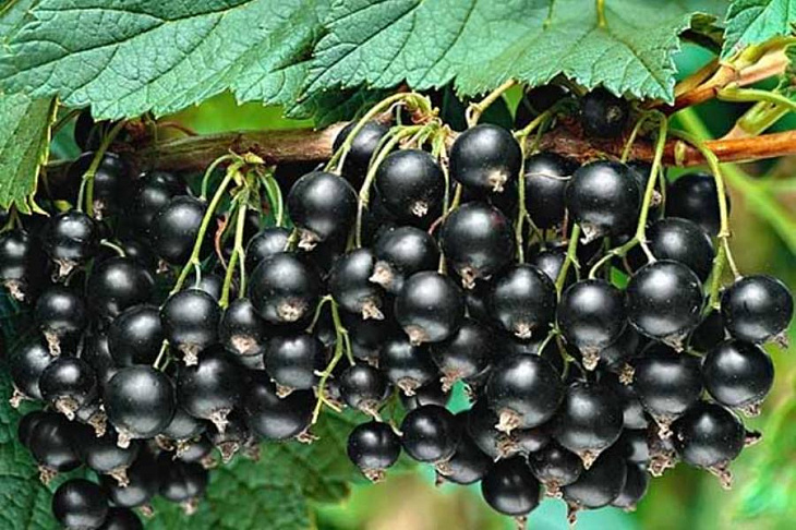 Врачи нашли в черной смородине средство профилактики диабета