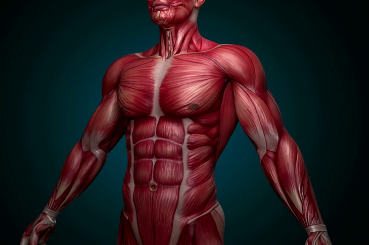 Возрастное уменьшение мышечных объемов возможно обратить вспять