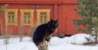 Опасные дачи: 7 мошеннических схем при покупке загородного жилья