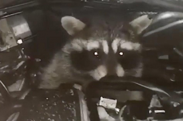 Механик сервиса каршеринга нашел под капотом машины енота