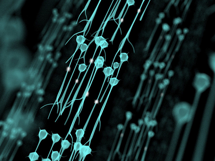 Ученые представили средство ISRIB, решающее почти все проблемы с мозгом