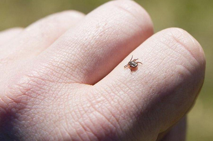С клещами вытянешь: переносчики вируса SFTS обитают в России