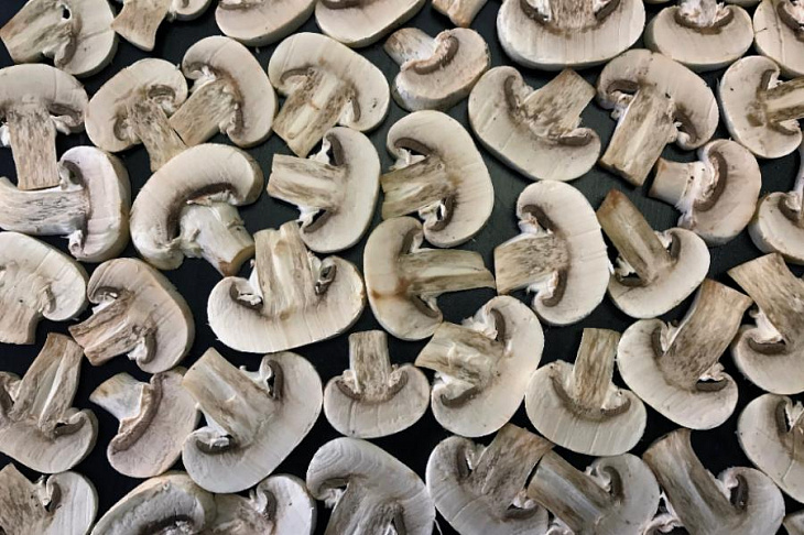 У грибов доказан безусловный противораковый эффект