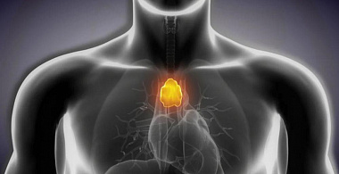 Тимус. «Точка счастья». Повышаем иммунитет, улучшаем настроение