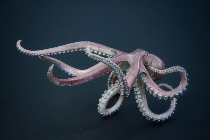 Осьминоги помогут совершить революцию в трансплантологии