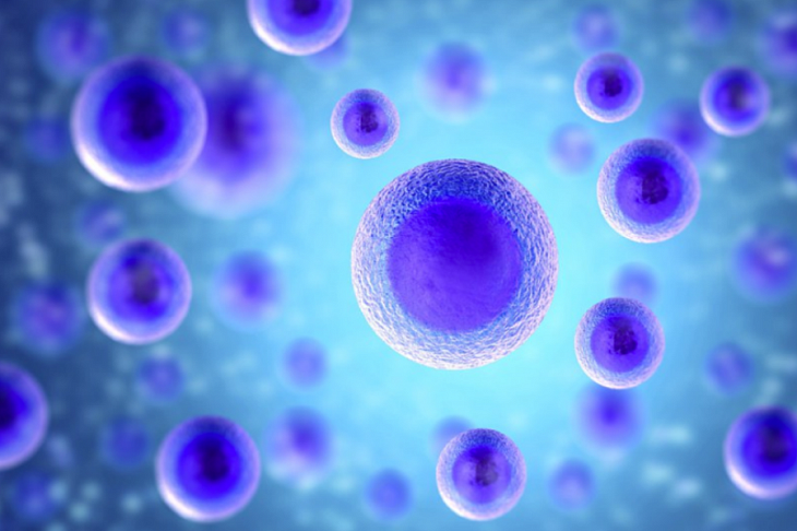 Ткани человека омолодили при помощи белков стволовых клеток