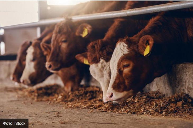 Домашний скот загрязняет воздух сильнее, чем автомобили