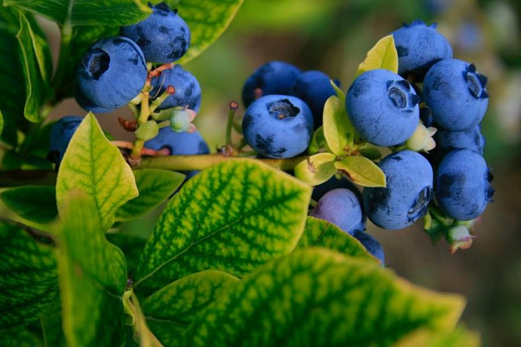 Выявлен новый способ снизить артериальное давление