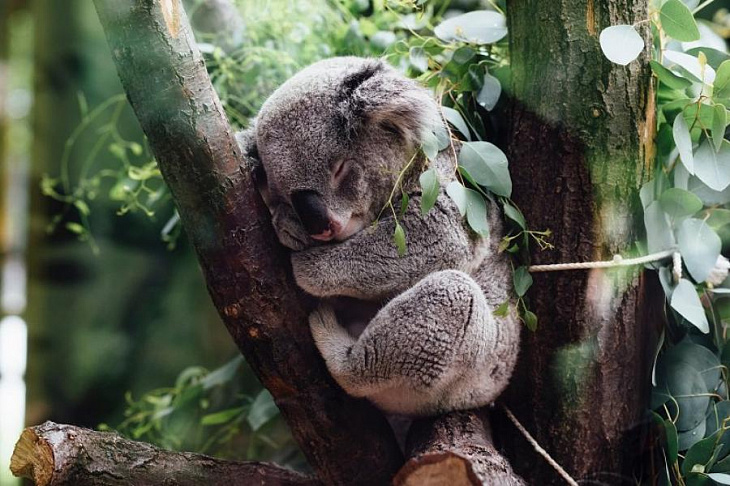 Сомнолог опроверг давний миф о лучших позах для сна