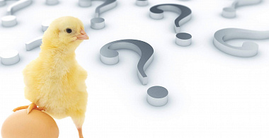 Что было первым – курица или яйцо?