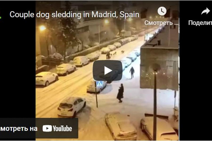 Дрифт на собачьей упряжке по центру Мадрида сняли на видео