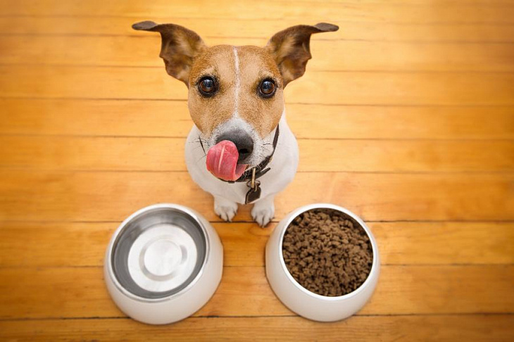 Delivery Club запустил доставку из сети зоомагазинов «Четыре Лапы»