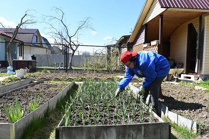 В Союзе дачников назвали плюсы и минусы перевода СНТ в деревни