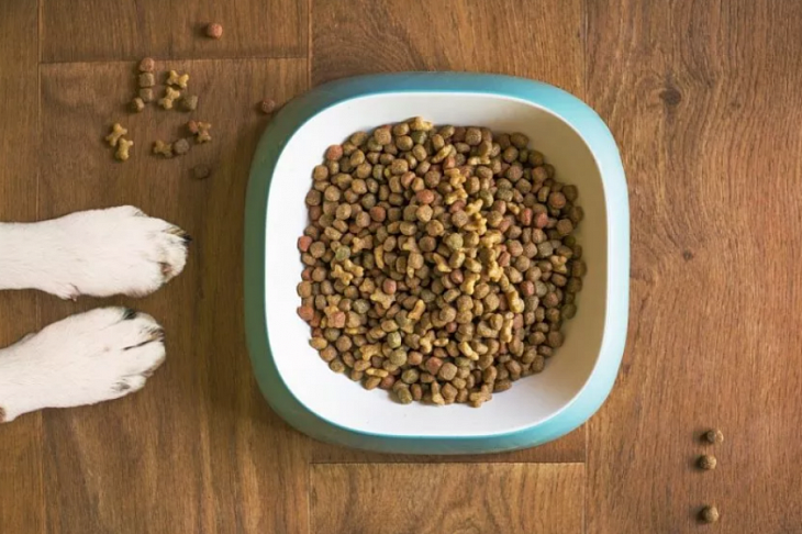 Зоомагазины столкнулись с нехваткой специальных и диетических кормов для животных