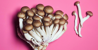 В Роскачестве рассказали, как правильно собирать грибы