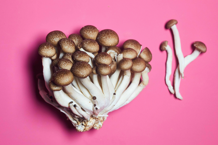 В Роскачестве рассказали, как правильно собирать грибы