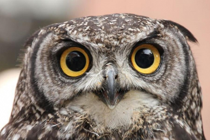 Ученые объяснили, почему «совам» вредно жить как «жаворонкам»