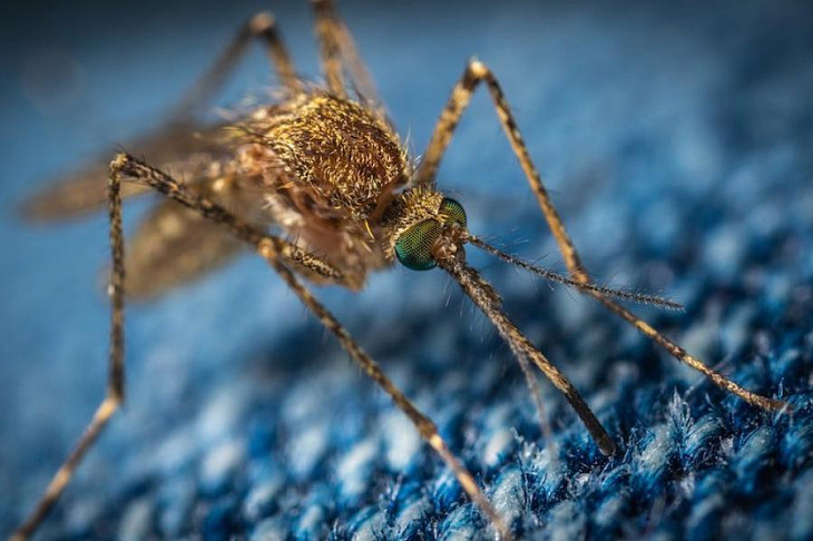 В Роспотребнадзоре предупредили о комарах-переносчиках лихорадки Западного Нила