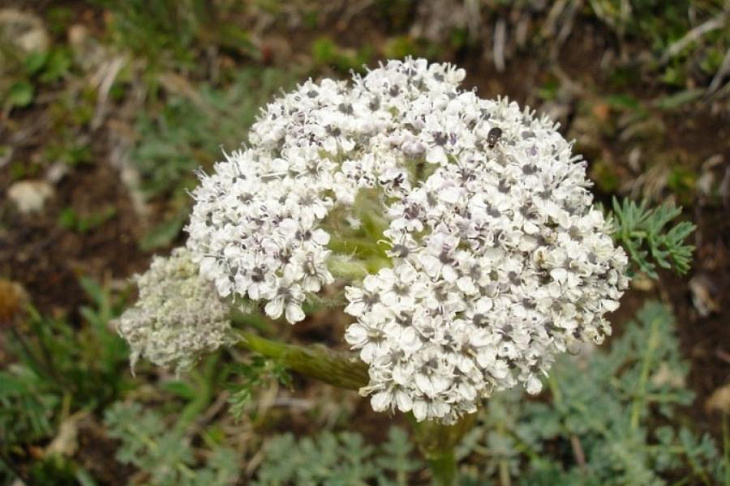 Опробован простой и безопасный способ получения лекарства для сердечников