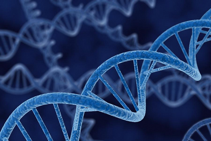 Эксперты пролили свет на продолжительность жизни организма