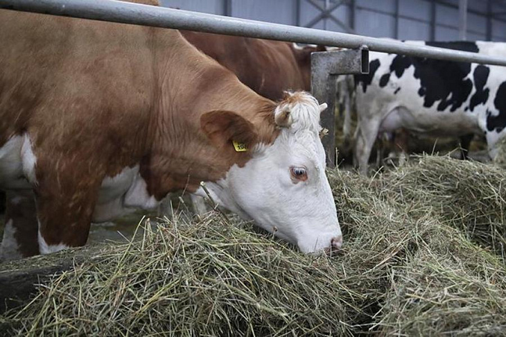 Приложение для управления стадом вышло в финал конкурса Startup Tour