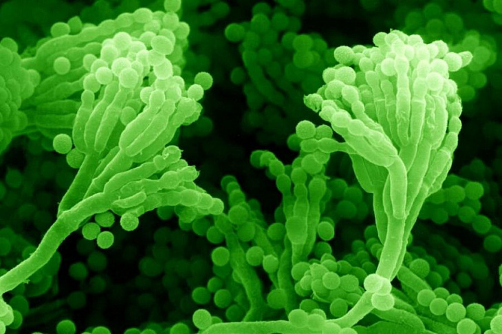 Биотех-стартап с корнями в Стэнфорде привлек $47 млн на создание лекарств из грибов