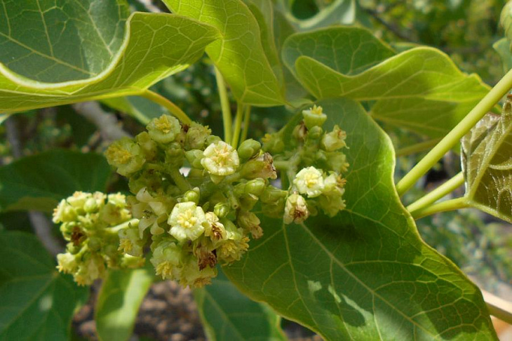 Новое противораковое средство работает хорошо и легко получить, говорят ученые