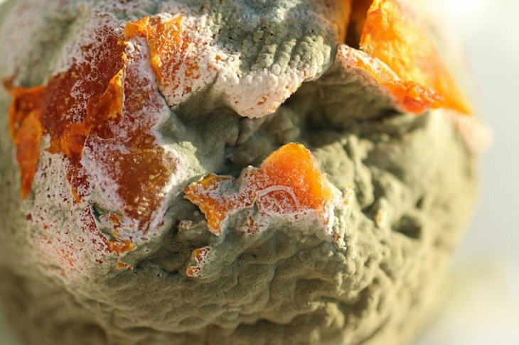 Вредно ли есть заплесневелый хлеб?