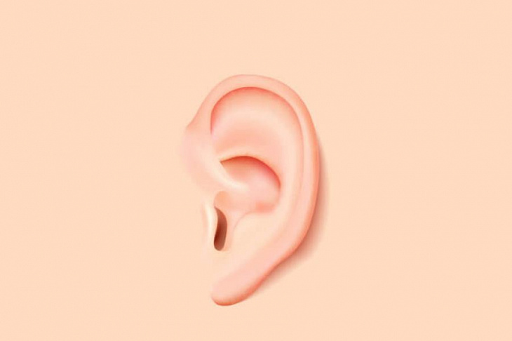 Генетики опробовали схему, предотвращающую потерю слуха