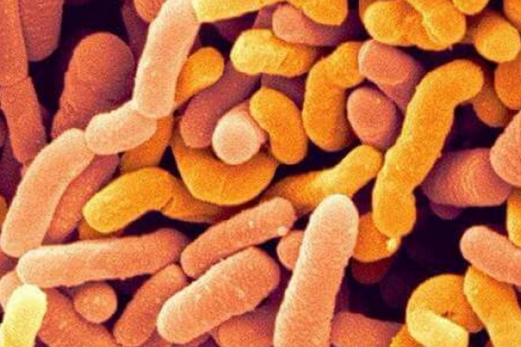 Бифидобактерии оказались универсальным противовоспалительным средством